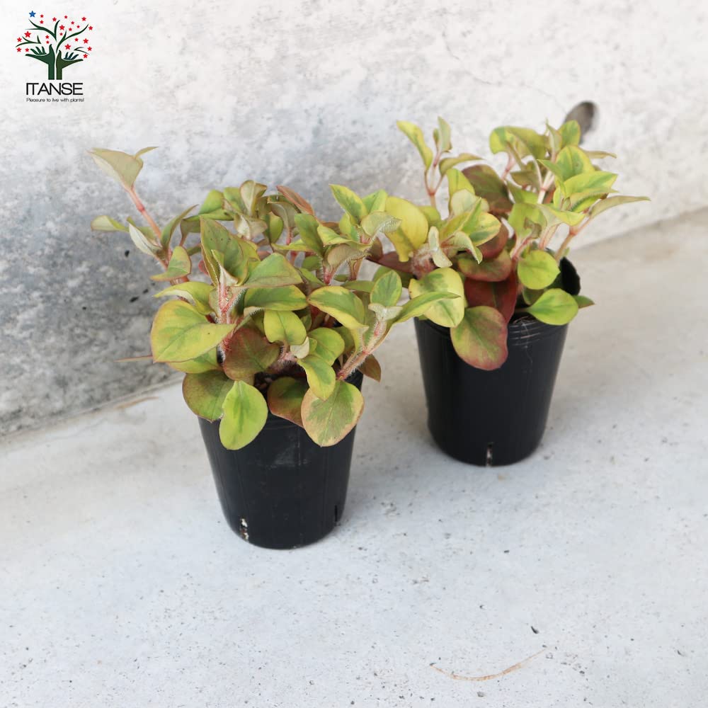 Amazon.co.jp: ITANSE リシマキア リッシー 2.5～3号